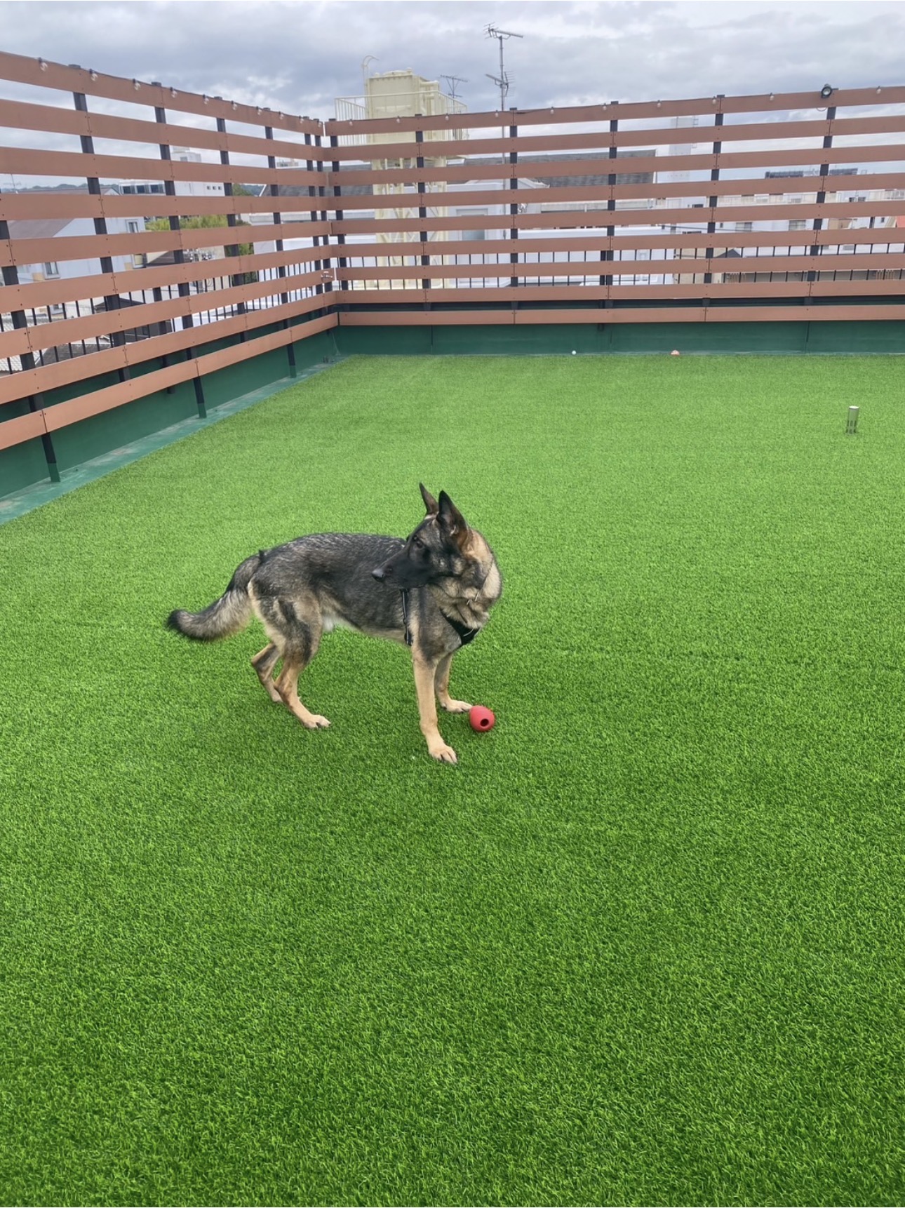 愛犬と一緒にドッグラン